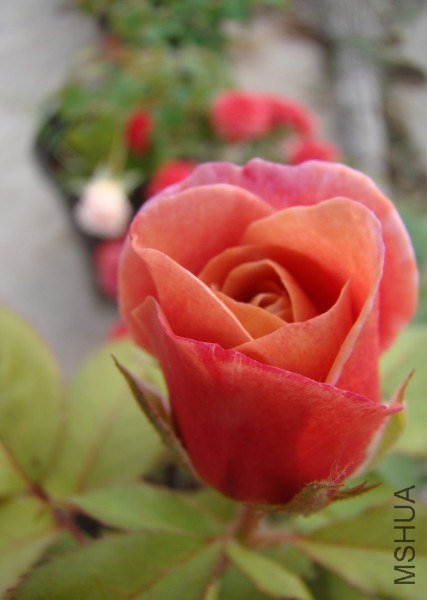 QQ��ͼ20130601090451.jpg