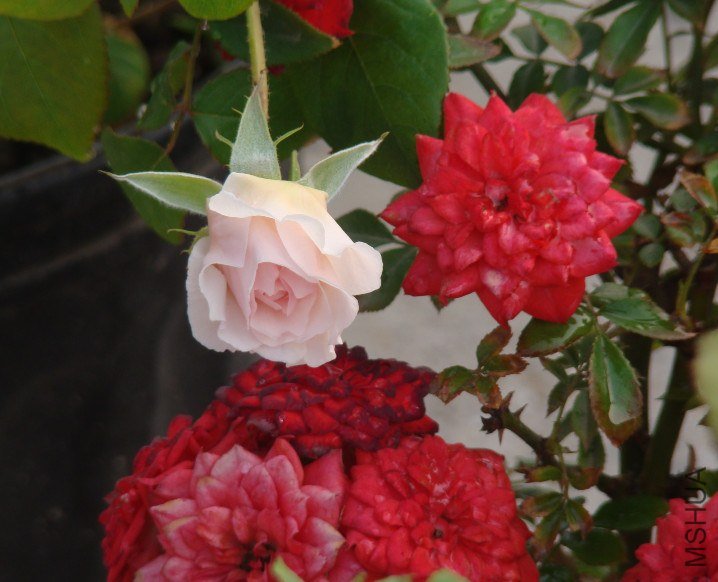 QQ��ͼ20130601090731.jpg