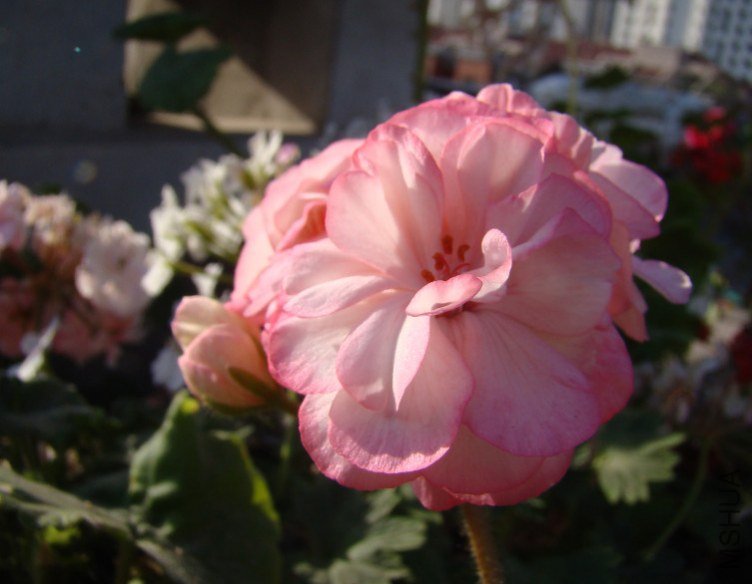 QQ��ͼ20130601085912.jpg