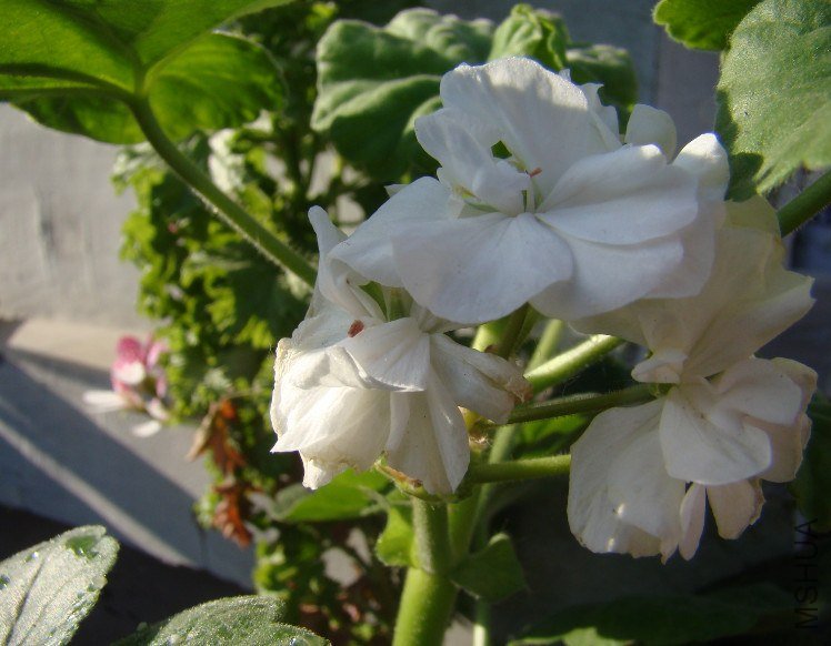 QQ��ͼ20130601085946.jpg