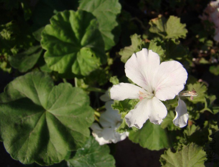 QQ��ͼ20130601085957.jpg