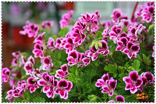 ��Ƭ 037_����.jpg