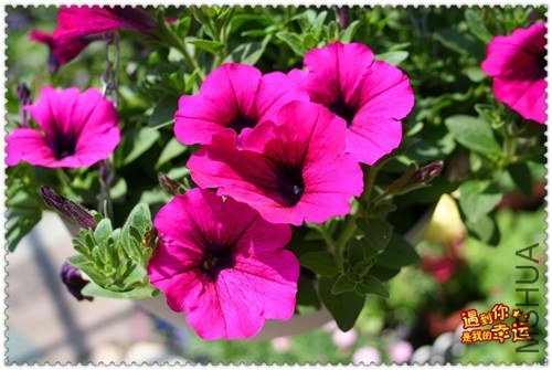 ��Ƭ 100_����.jpg