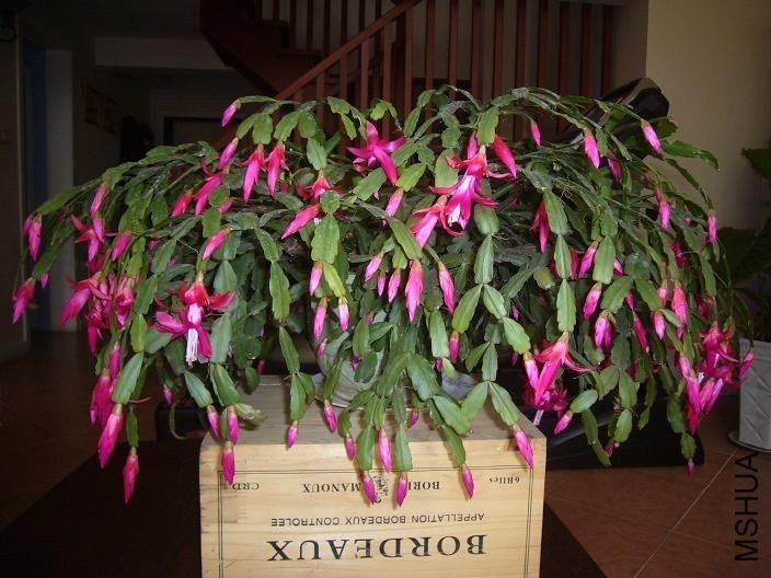 ���ٻ���