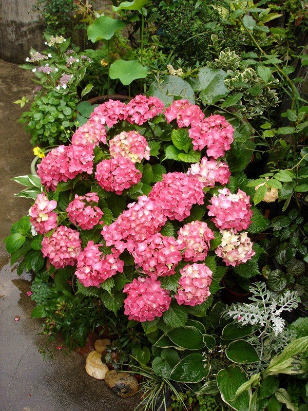 ����  ȫ2_����.jpg