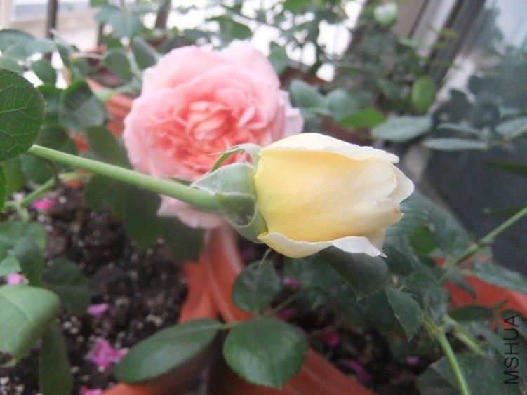 DSCF3455.JPG