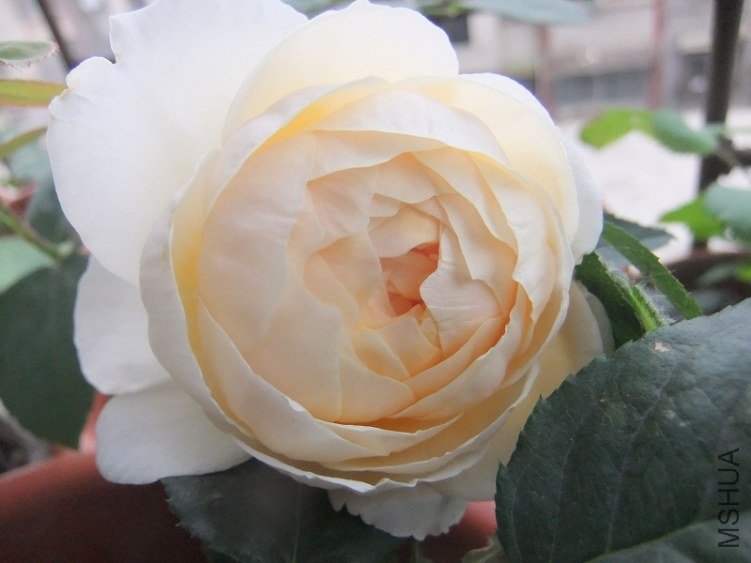 DSCF3473.JPG