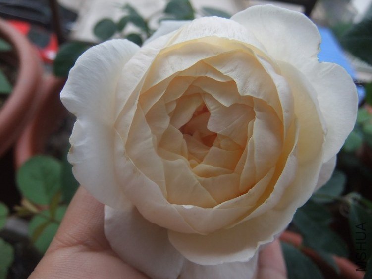 DSCF3475.JPG