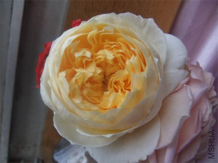 DSCF3484.JPG