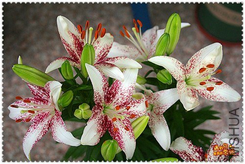 ��Ƭ 009D_����.jpg