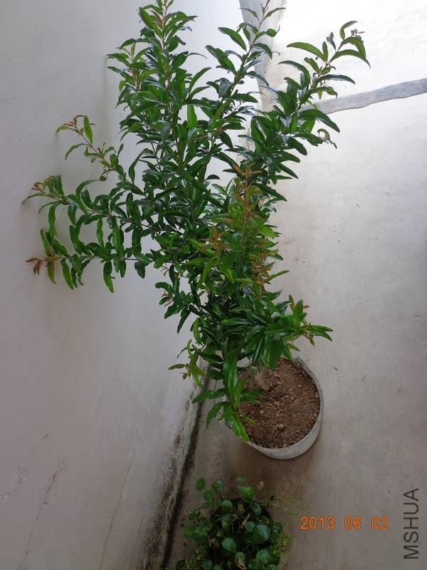 DSC02512_nEO_IMG.jpg