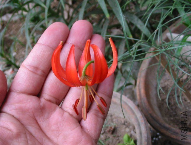 ɽ������ ϸҶ�ٺ�Lilium pumilum3.jpg