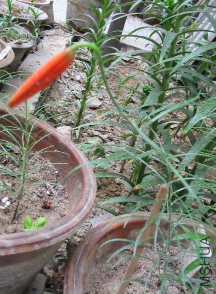 ɽ������ ϸҶ�ٺ�Lilium pumilum1.jpg