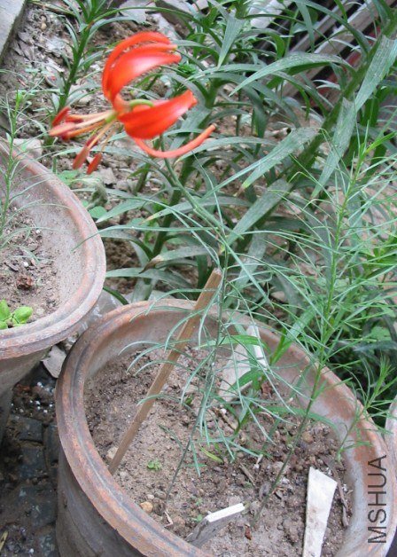 ɽ������ ϸҶ�ٺ�Lilium pumilum2.jpg