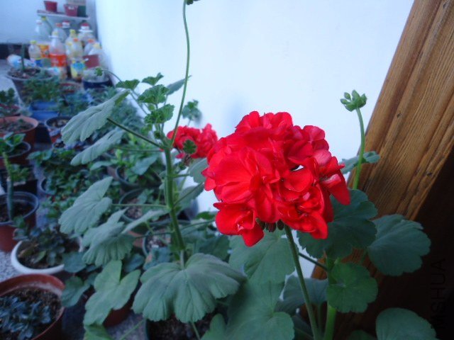 DSC00709.JPG