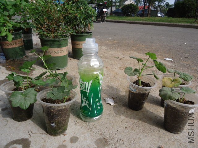 DSC00822.JPG
