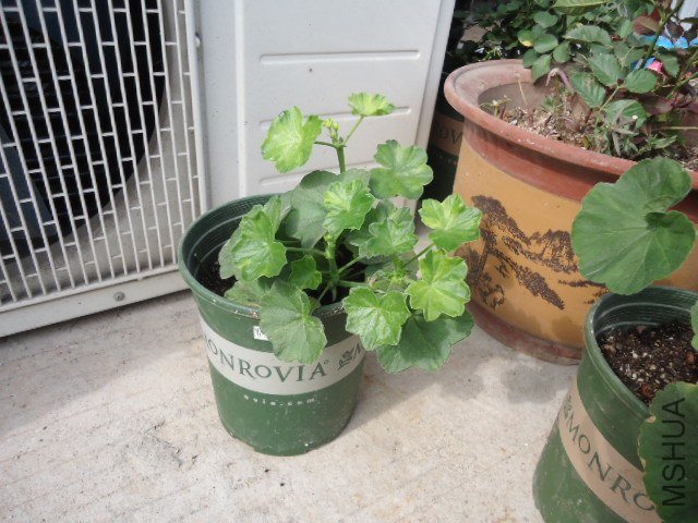 DSC00825.JPG