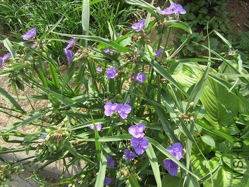 IMG_1786.JPG