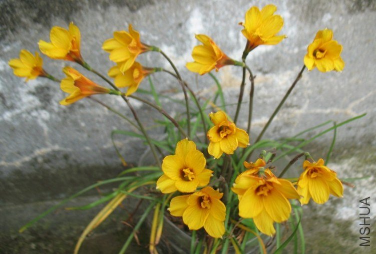 Habranthus tubispathus 1.jpg