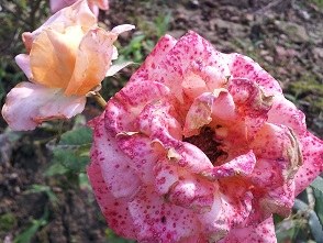 �ر�ϲ��������������ϲ��������������