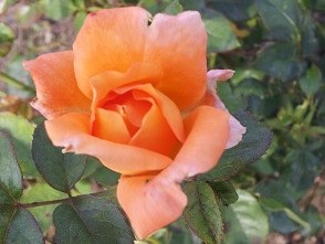 ϲ�������ɫ