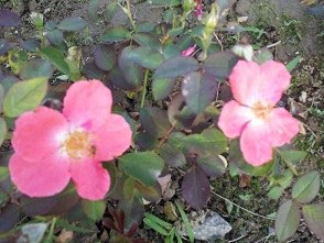 ����Ҳ��