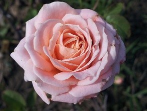 ����е��