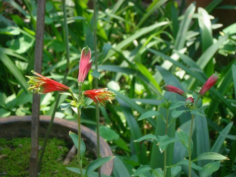 DSC02922.JPG