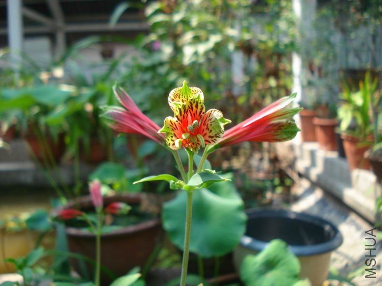 DSC02924.JPG