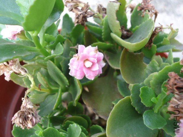 DSC00836.JPG