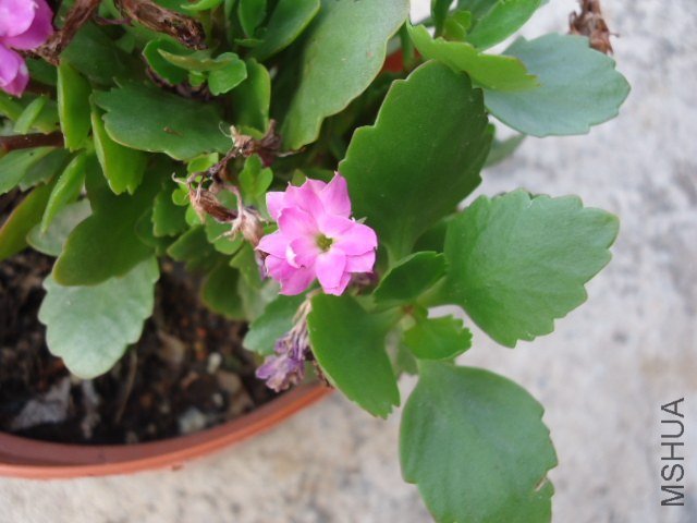 DSC00838.JPG