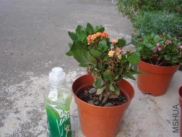 DSC00840.JPG