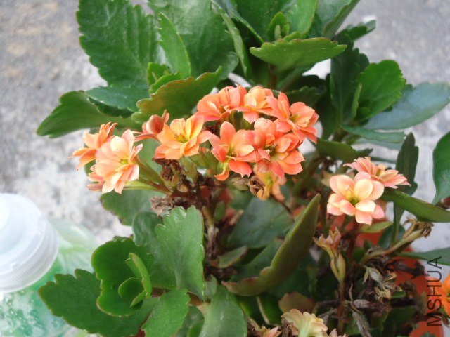 DSC00841.JPG