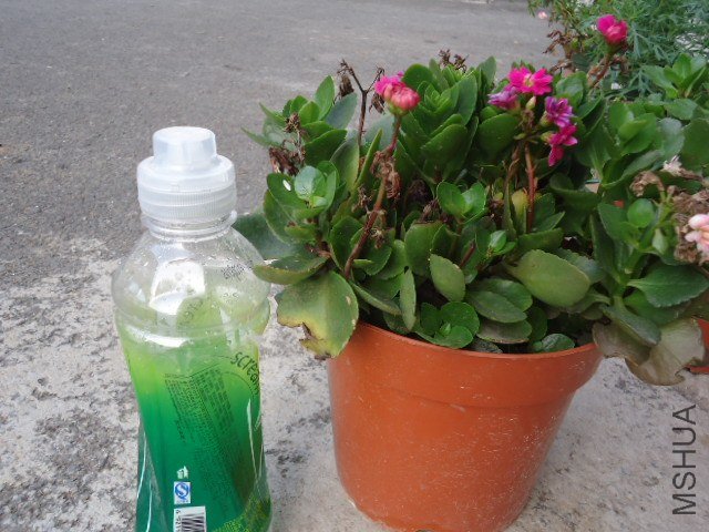 DSC00842.JPG
