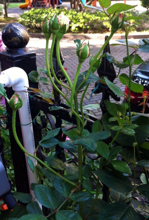 �ǲ�����20130603A.jpg
