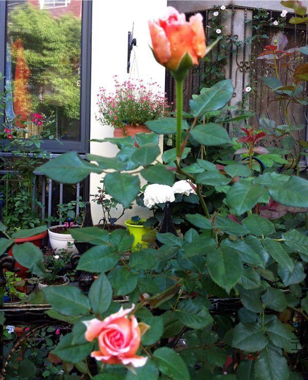 �ǲ�����20130603B.jpg