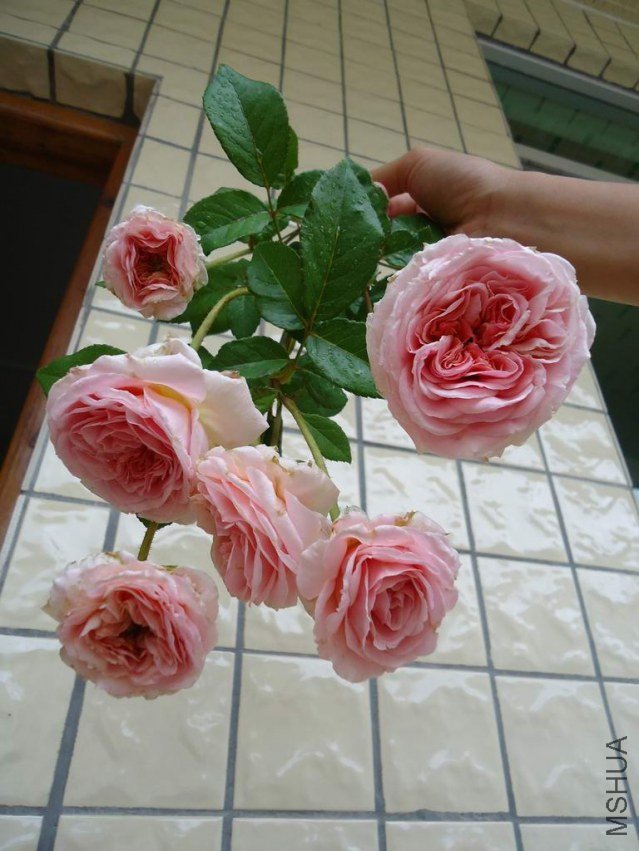 DSC04468.JPG