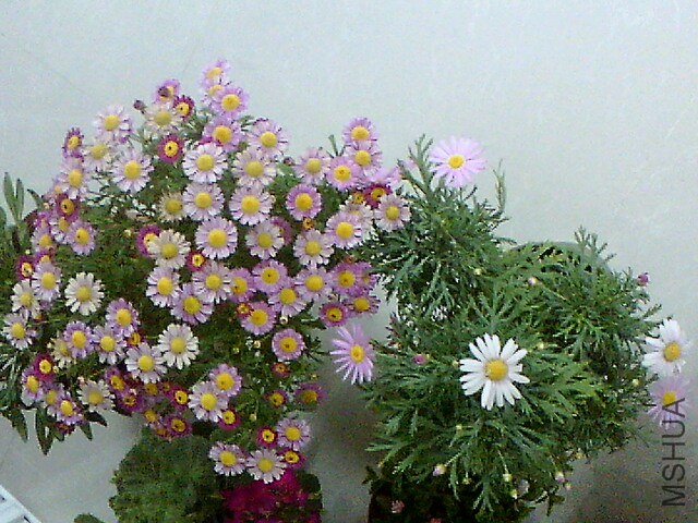 IMG1148A_A.jpg