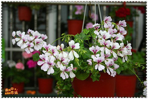 ��Ƭ 105_����.jpg