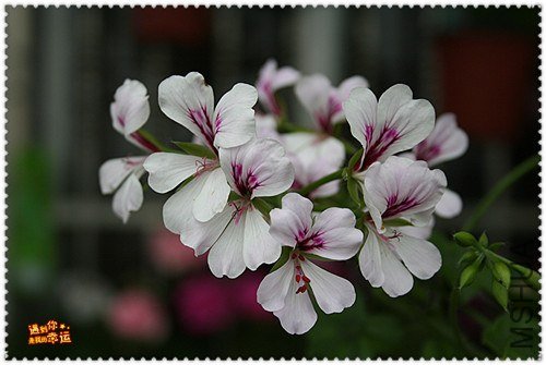 ��Ƭ 109_����.jpg