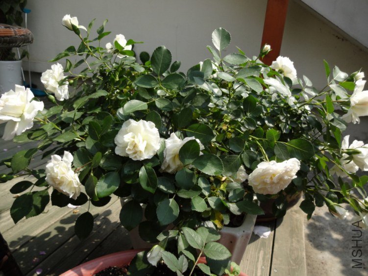 DSC01952.jpg
