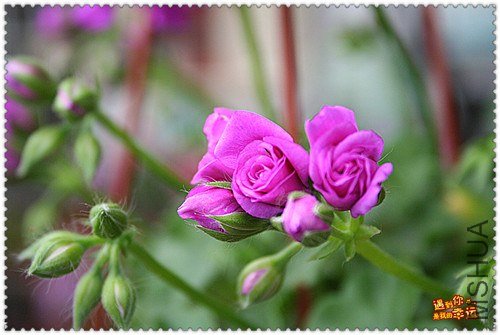 ��Ƭ 113_����.jpg