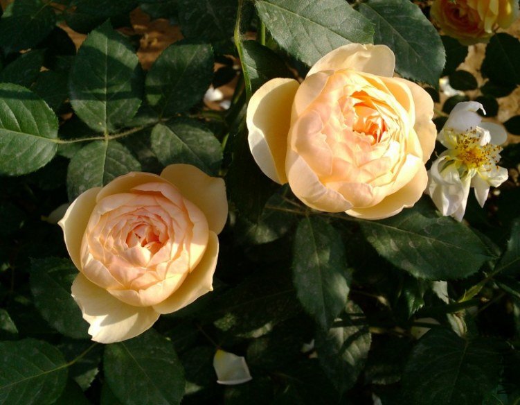 ����Ů 0521.jpg