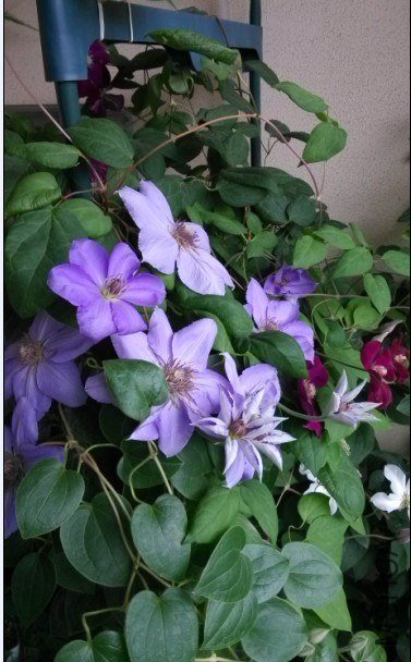 2013.5.17���ڶ���������.jpg