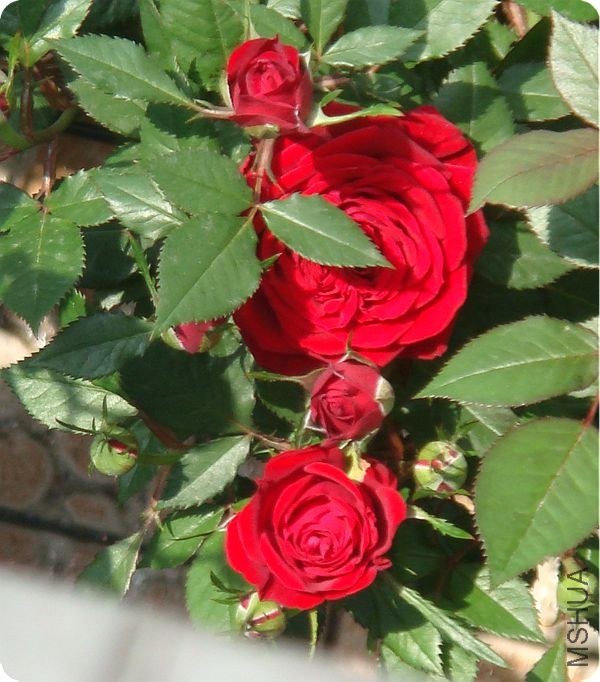 DSC03927.JPG
