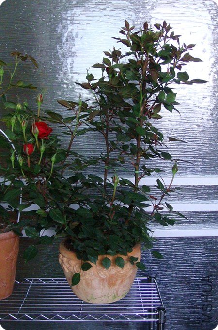 DSC03824.JPG