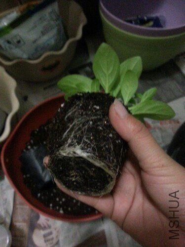 IMG20130603230220.jpg