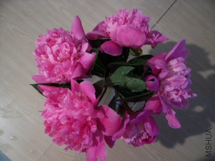 peony 007.JPG