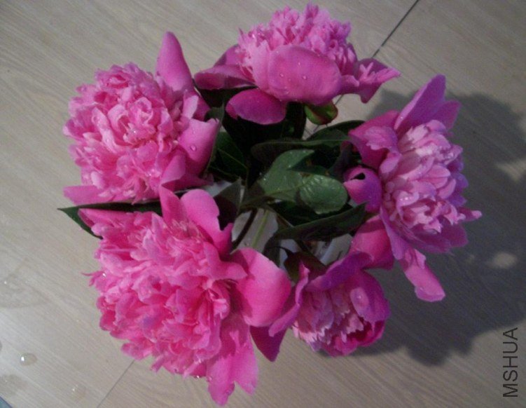 peony 010.JPG