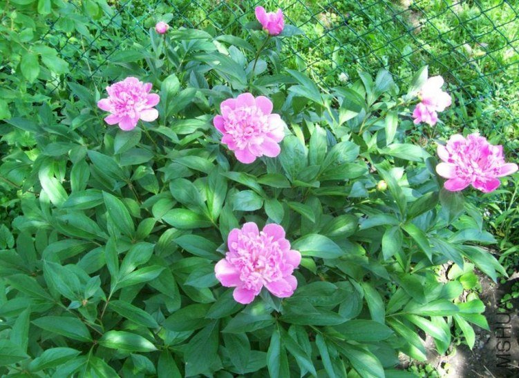 peony 012.JPG